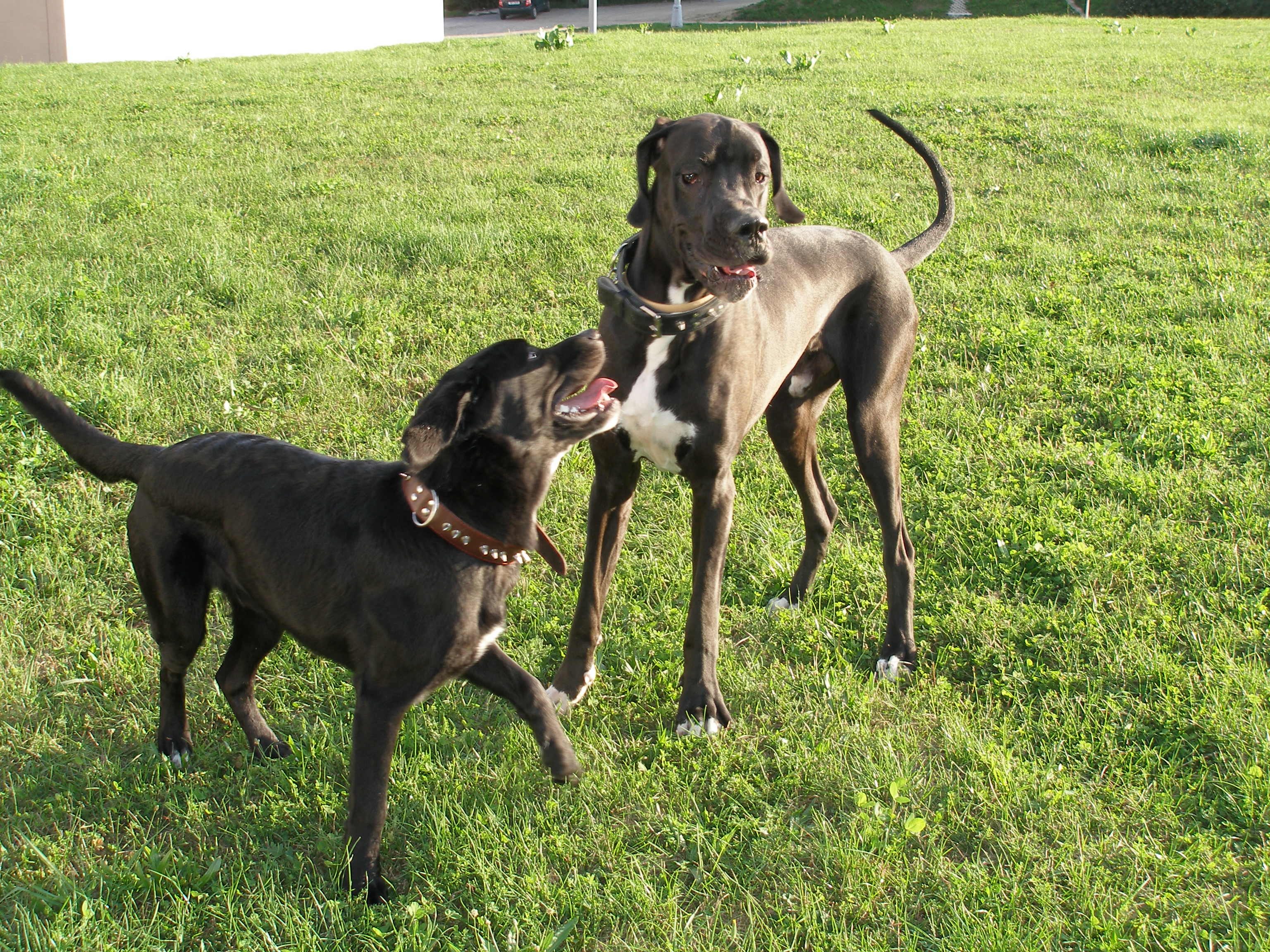 THOR & SAM 21.8.2006 č.4.jpg